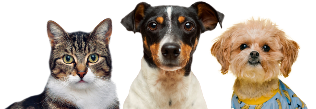 About Us Hero Pets Optimized 1024x354