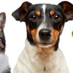 About Us Hero Pets Optimized 150x150